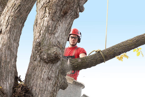 Best Tree Trimming and Pruning  in Bridgeport, WV